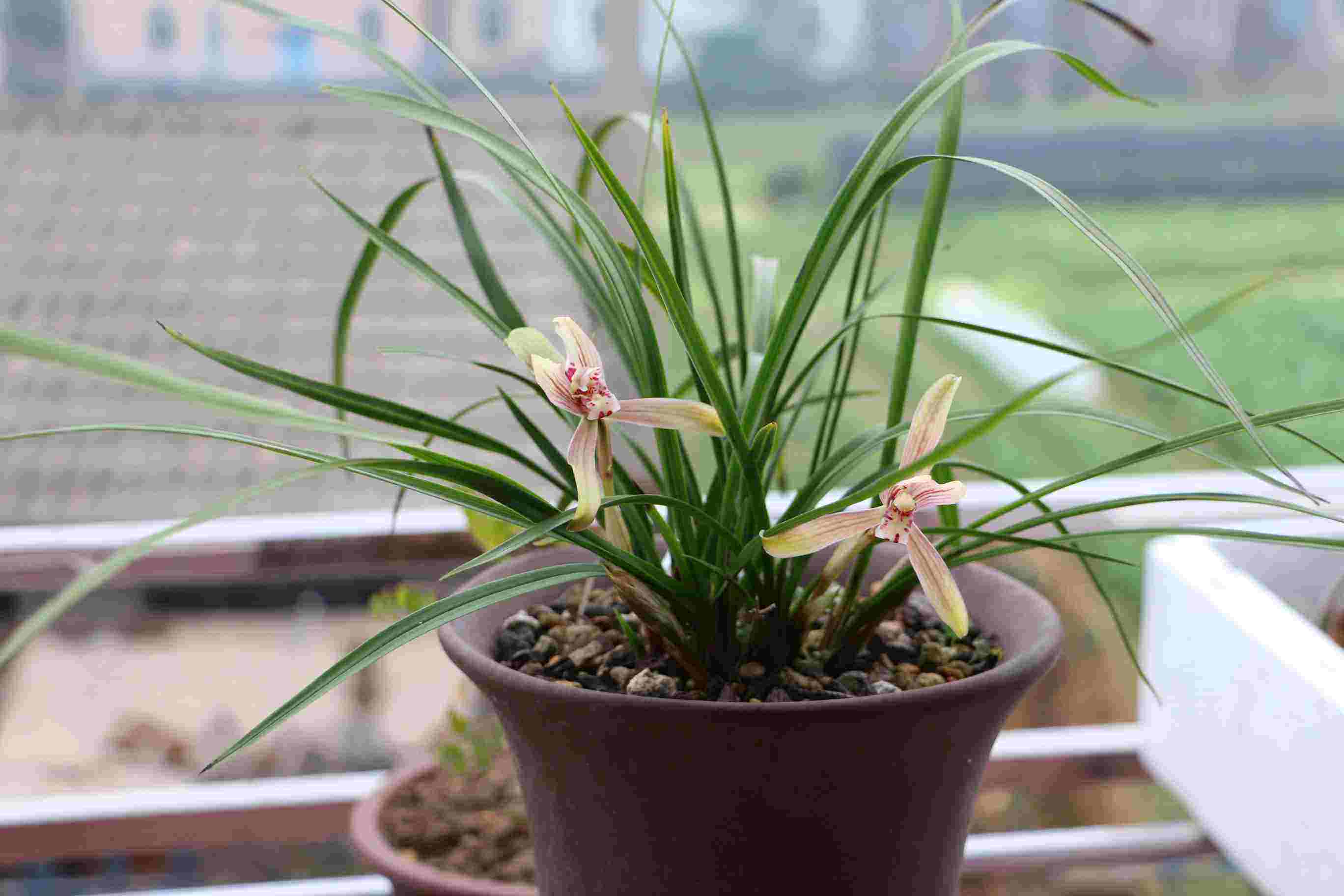 家中养兰花对花盆要稍讲究点,花盆会直接兰花观赏价值.