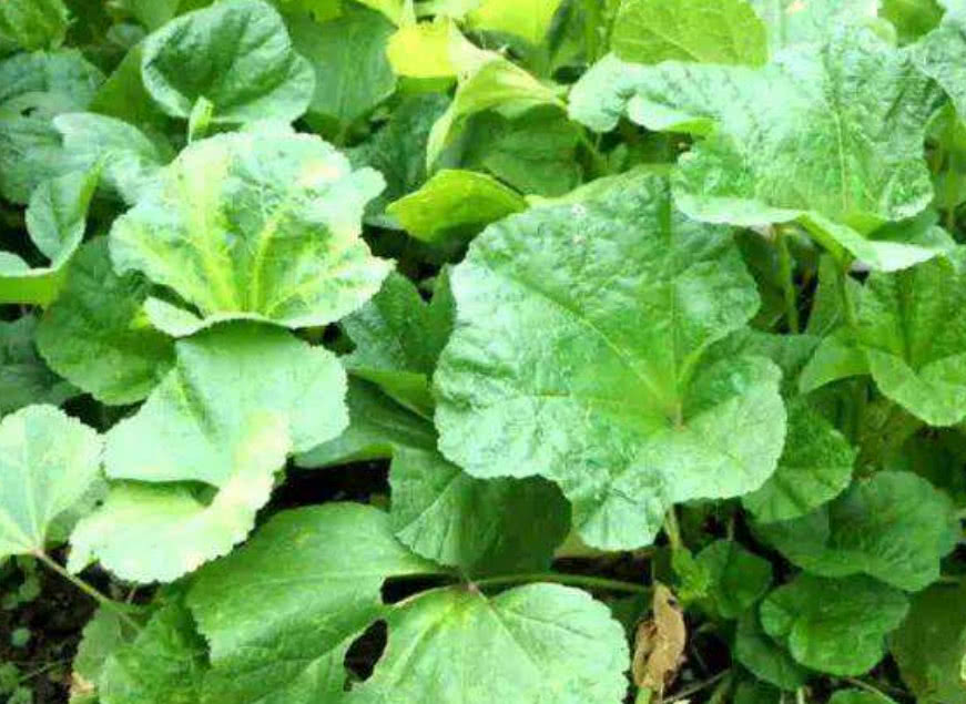这野菜被称为"百菜王"南方人1斤10元买着吃,北方吃过的很少