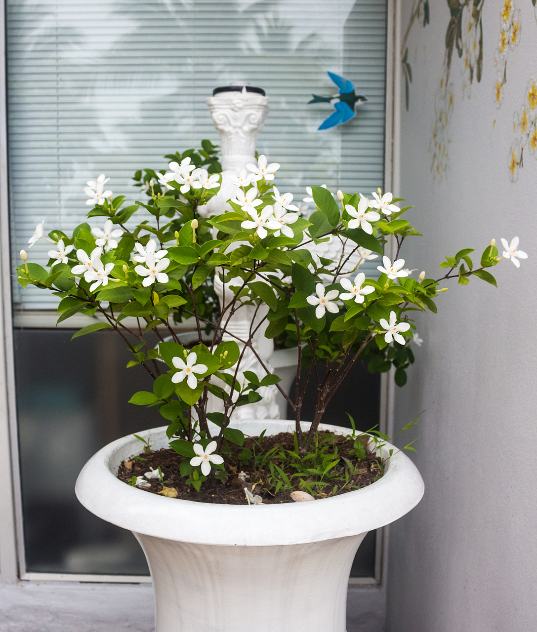 茉莉花盆景种植的注意事项以及技巧有哪些?