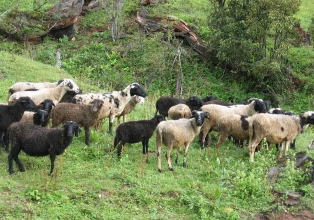 养殖乌骨羊如何?有市场前景吗