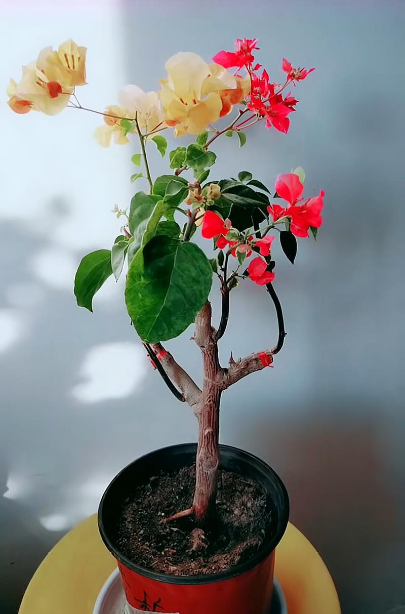 三角梅"自由生长"易"群魔乱舞",这样修剪造型,美得让人赞叹