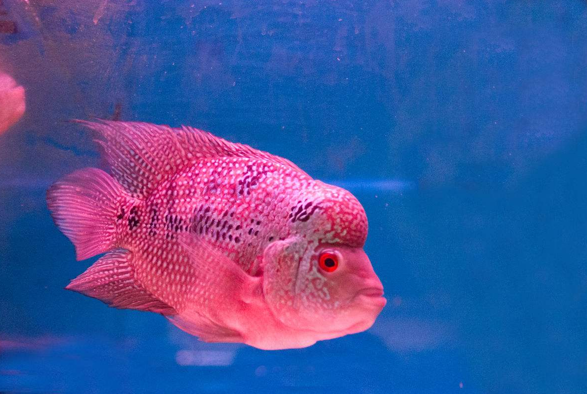 花罗汉鱼的品种介绍,学会找到适合自己的品种