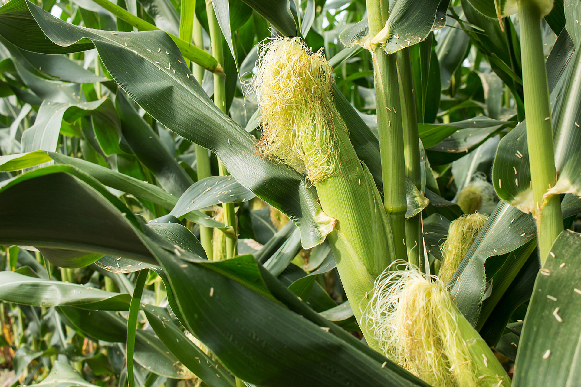 nk815玉米在生长过程中表现出较强的抗逆性,能够适应不同的气候和