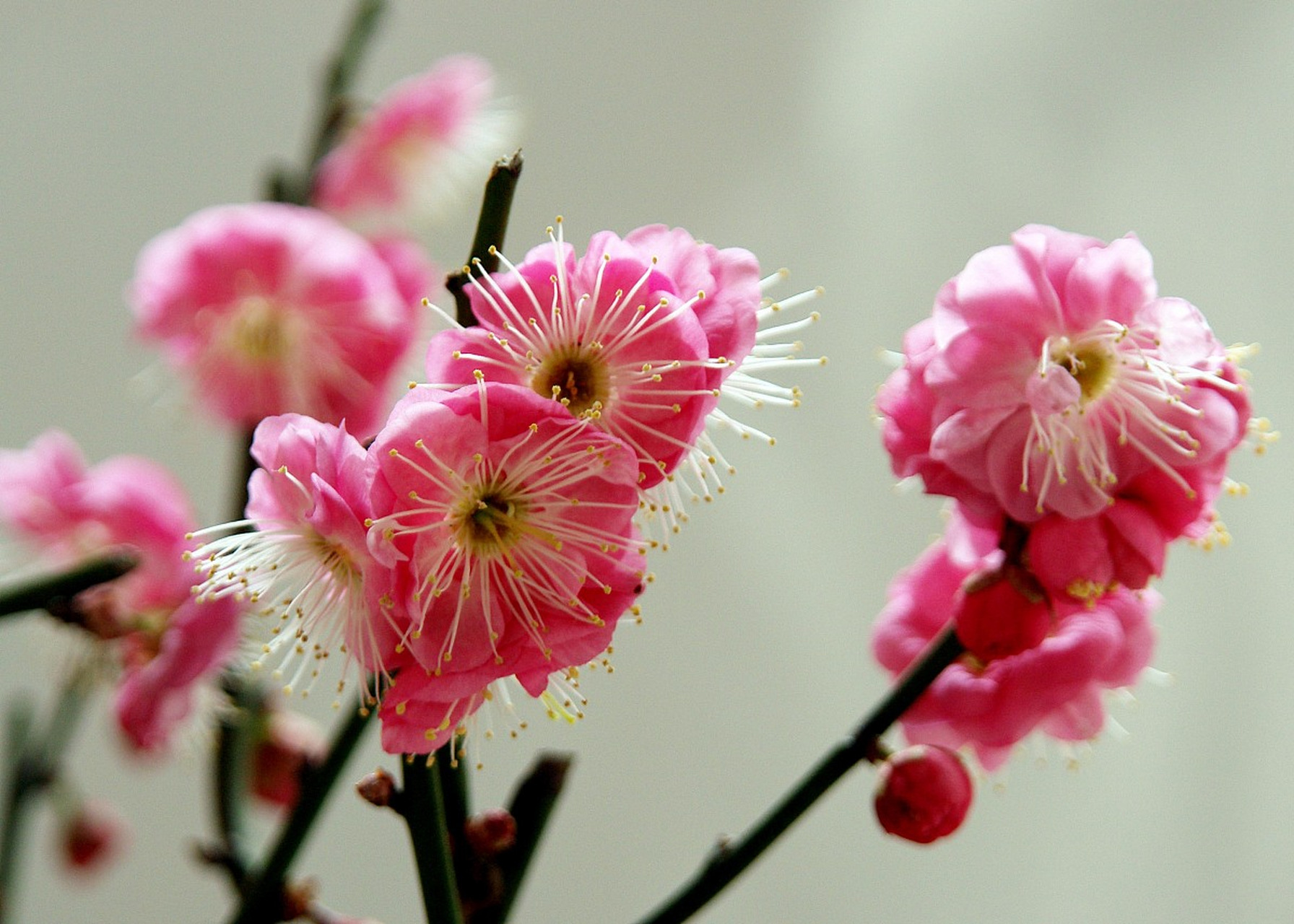 冬天最佳打开方式# 寒冬腊梅,飘香满园,腊梅花在冬季是如何栽培的 ??