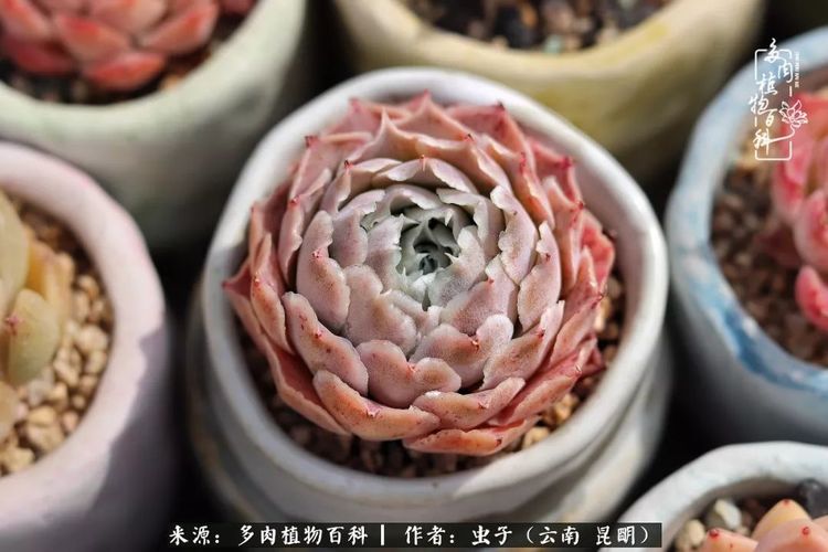 冬日阳光下的多肉音乐会,一起迎接新的未来!