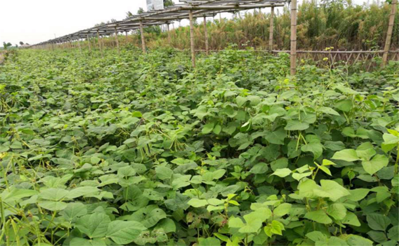 春季种植绿豆需要什么条件?要做哪些步骤?看完种植技术就懂了