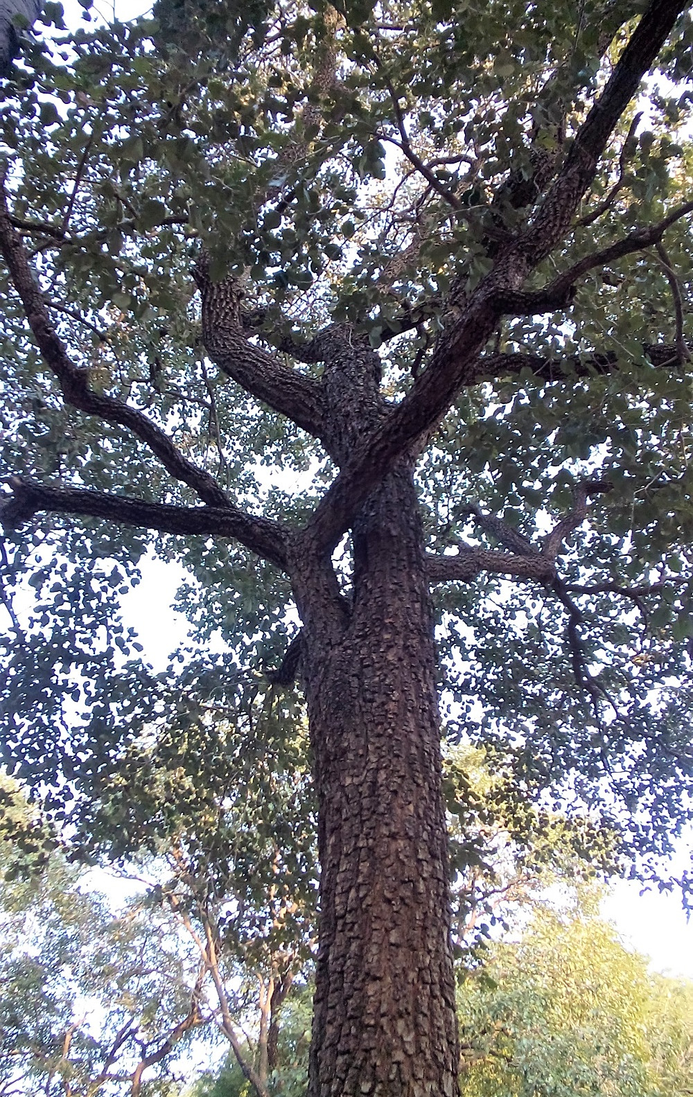 在印度,紫檀是珍贵树种,很难看的到