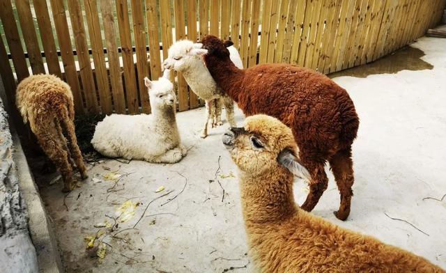 达州金石云顶野生动物园与你相约春天的美好与欢乐