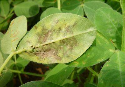 花生黄花叶病毒病又称花生花叶病,主要症状是黄花叶.