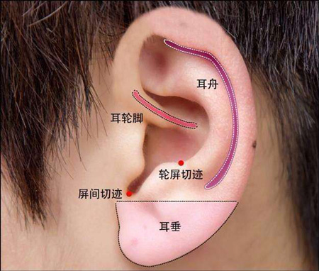耳根在耳朵什么位置图图片