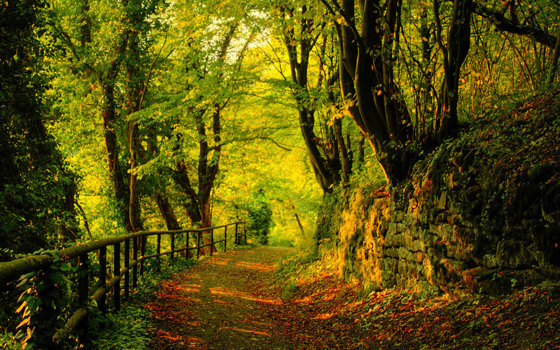 唯美秋季森林风景图片桌面壁纸,分辨率:1920x1200