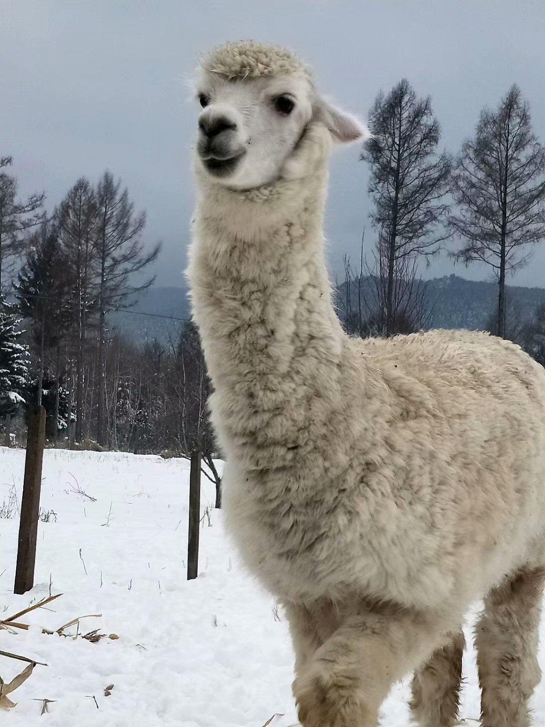 你了解羊驼的饲养与习性吗