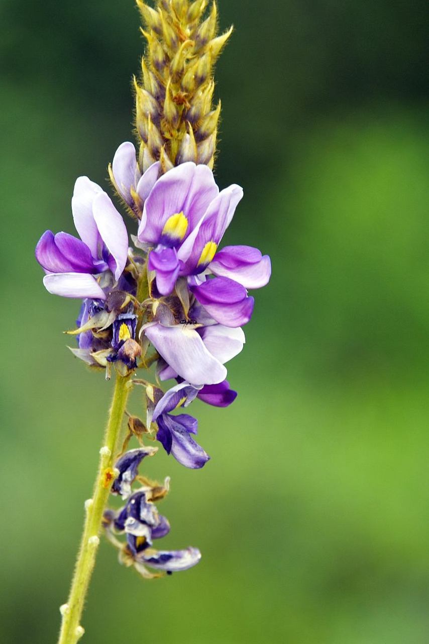 葛藤蔓延,叶儿葱茏,葛,多年生蔓草,纤维可以织布.