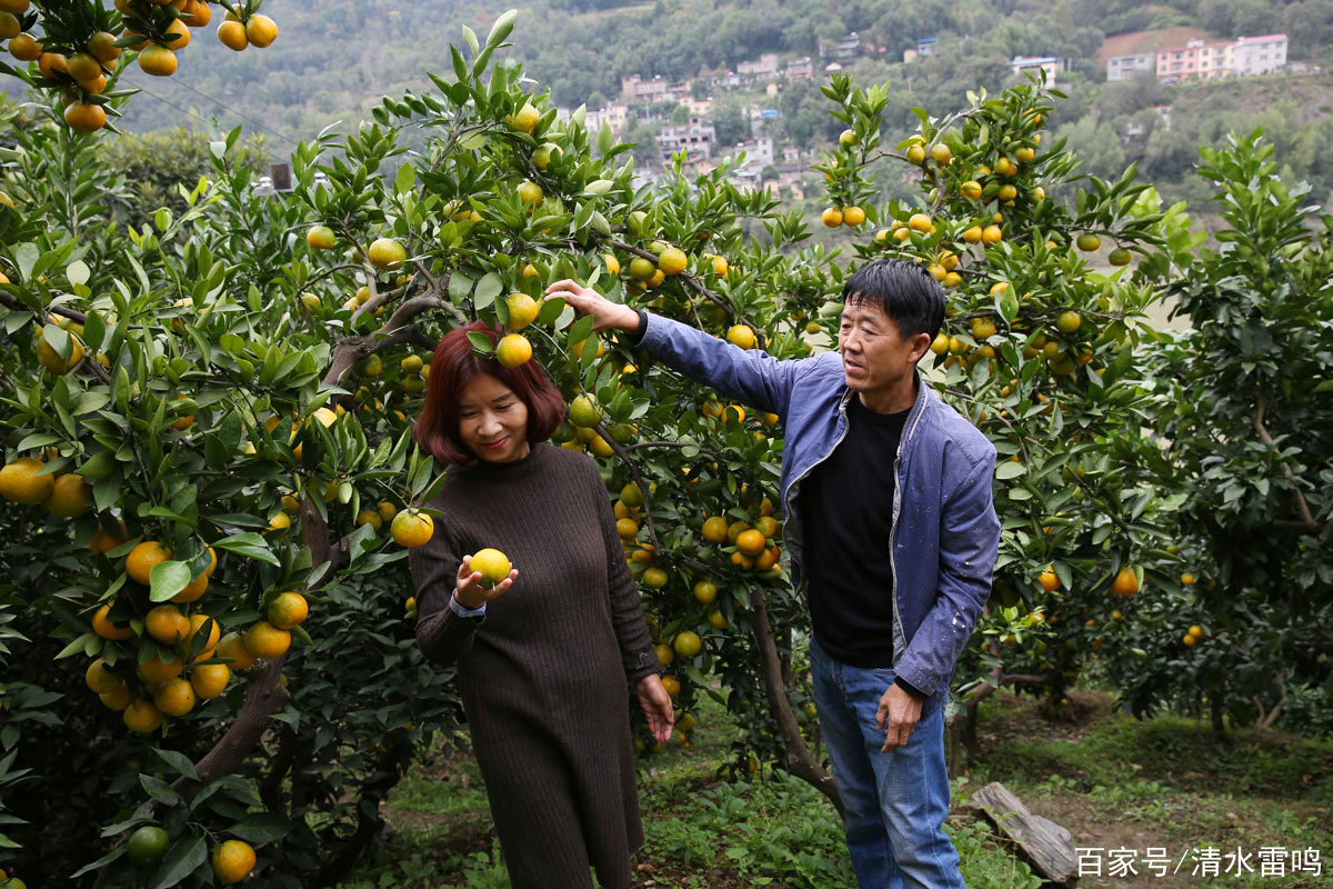 60後夫妻種果樹23年,百畝果園一年純收入達五六十萬元