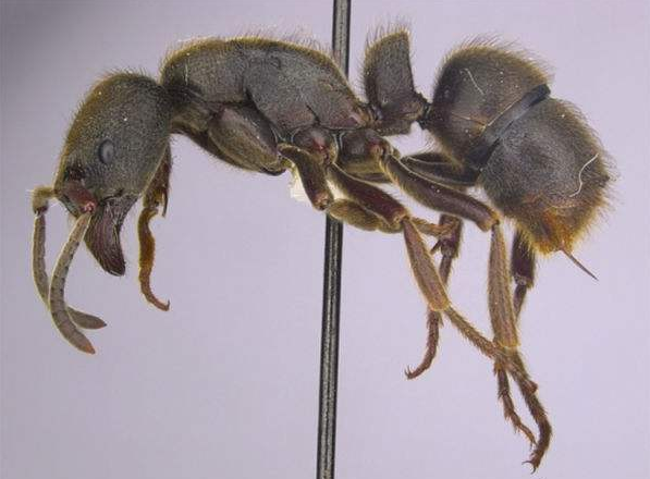 俗语:宁做蚂蚁腿,不做麻雀嘴 10字箴言,是你成功的关键