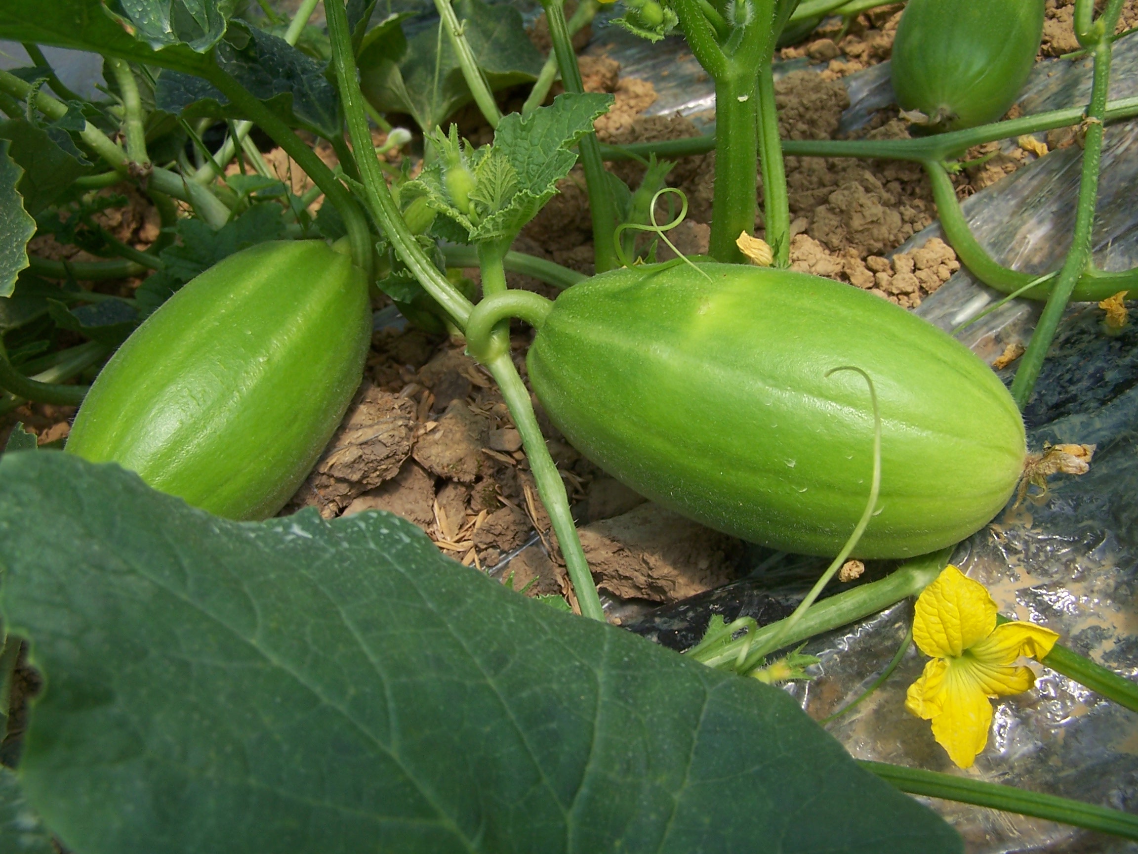 秋天吃这6种水果,清热润肺,身体棒棒!