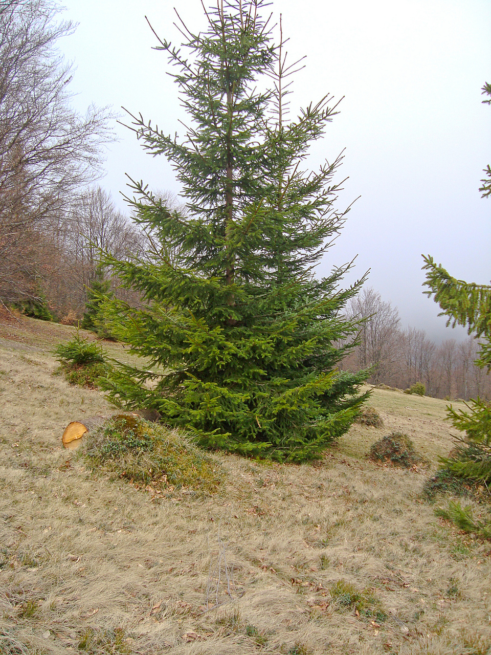 湿地松价格大揭秘!0.55元到3.8元任你选!