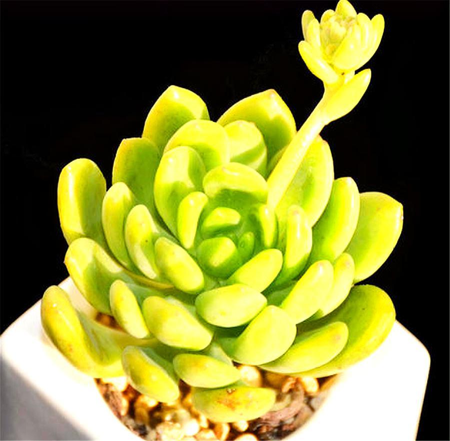 多肉凝脂莲,耐寒耐热爱爆头,3个"小技巧",轻松养成果冻色