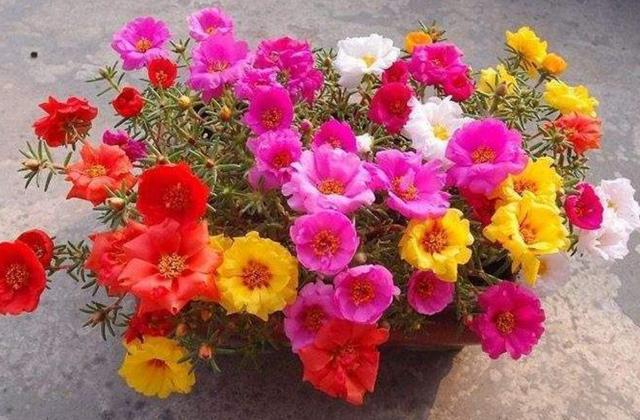 农村常见的"死不了花",现在都养家里,沾土就活开花饱满艳丽