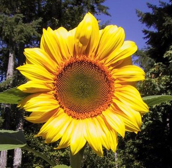 俄罗斯的国花:代表光明的向日葵