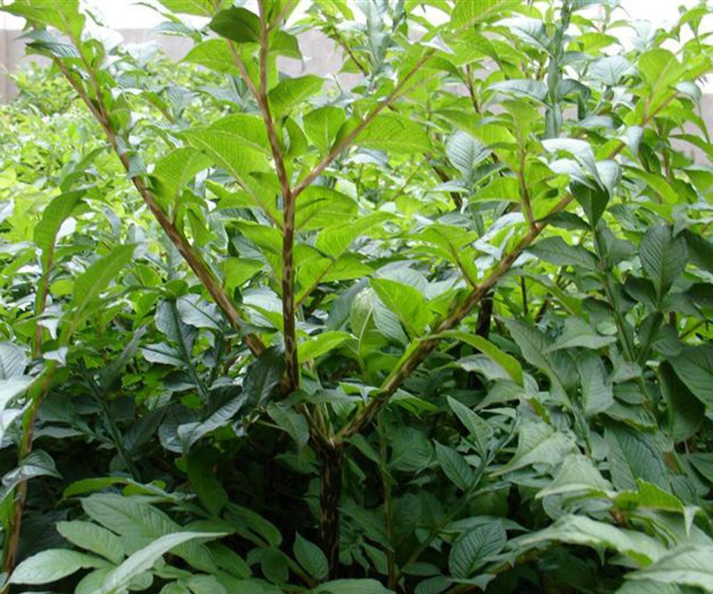 天南星药用价值很高,是一种名贵的中药材,这4个种植要点要掌握