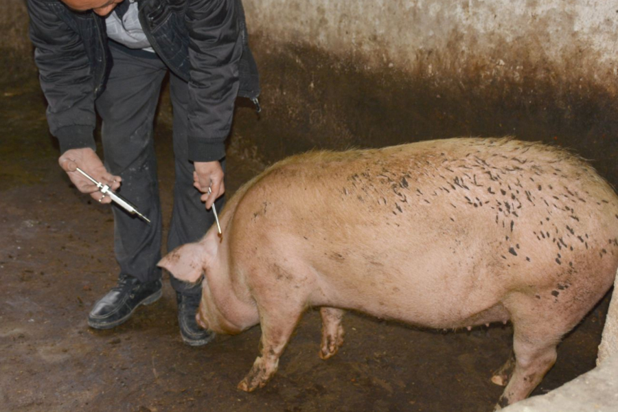 注射疫苗很简单,但一打疫苗猪脖子就肿,您知道什么原因吗?