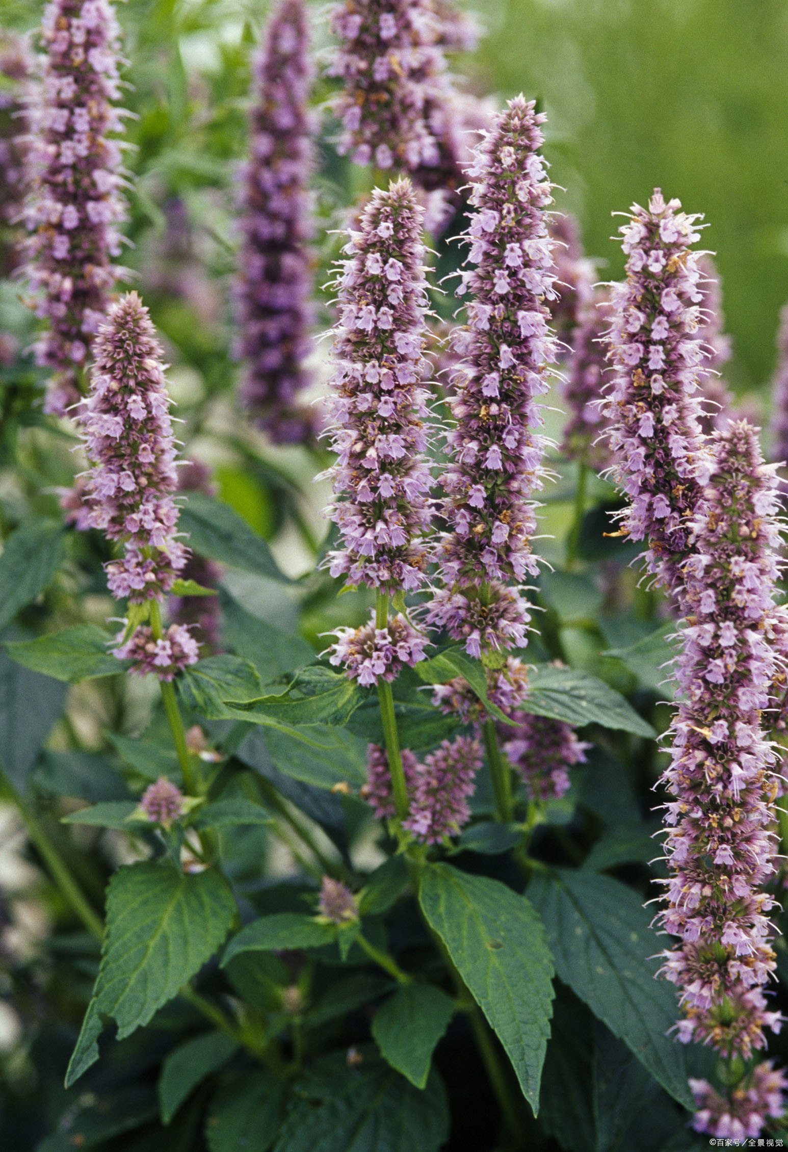 百度爱采购首页 商品专题_药材藿香的产出地很多,在中国各地广泛分布