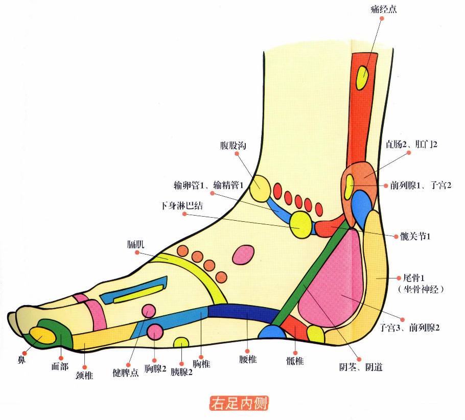 腹股沟反射区图片