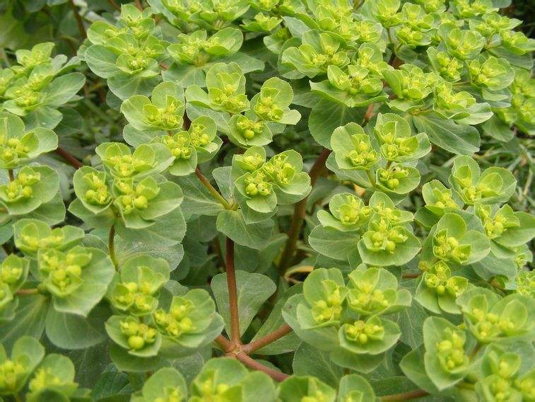 农村不起眼小草,人称"猫眼草",猪都不吃,却是"防癌"良方