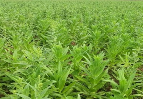 想要种植贡菜,需要做这样的准备,当然管理也要跟上