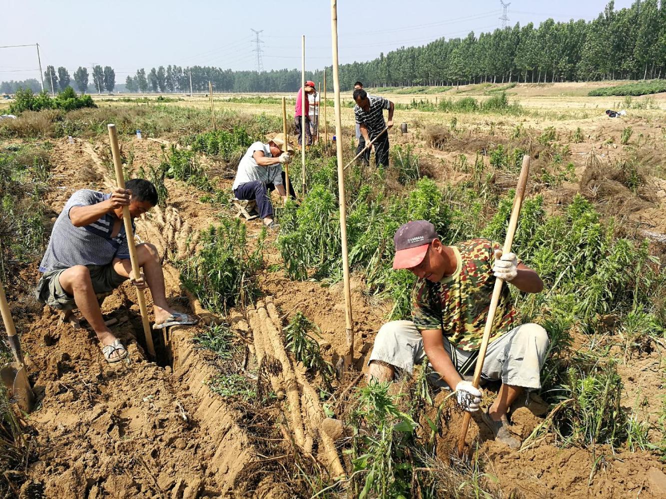 山药怎样种植图片