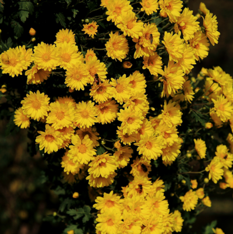 悬崖菊绚丽多姿,清新悦目,悬崖菊如何选种品种和繁殖知识!
