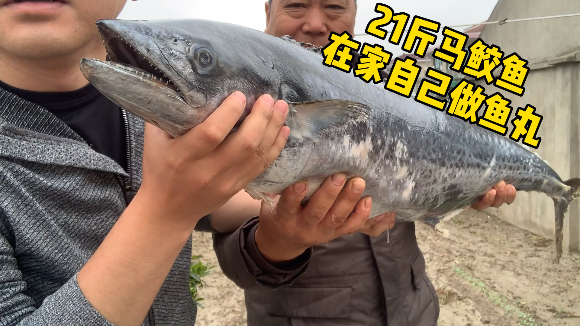 21斤马鲛鱼,在家徒手做成鱼丸,虽然外观没超市好看,但好吃千倍