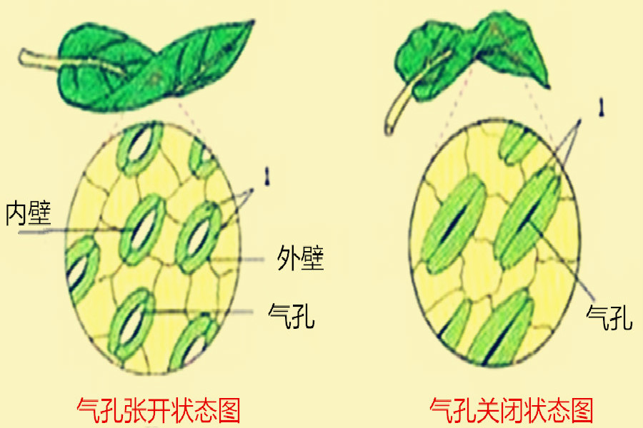 青菜叶下表皮气孔图图片