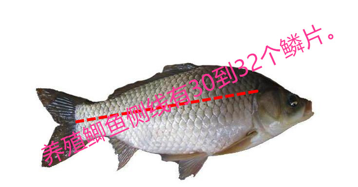 一招学会如何区别野生鲫鱼和家养鲫鱼