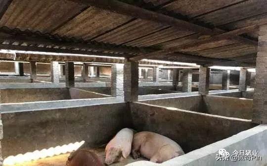 对于老猪圈改造建设的几点建议