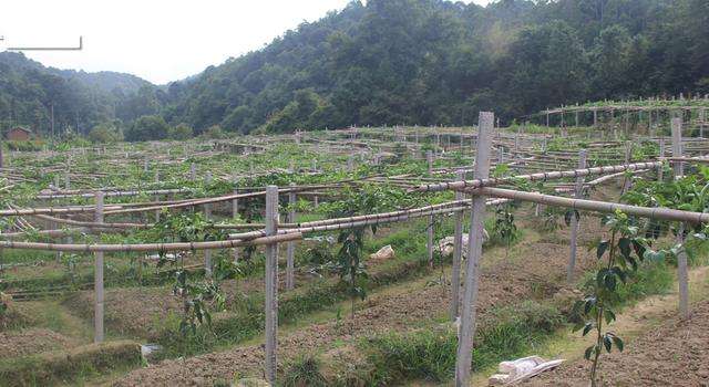 优质回答 (三)种植时期 (四)栽培架式 百香果设施栽培架式主要有棚架