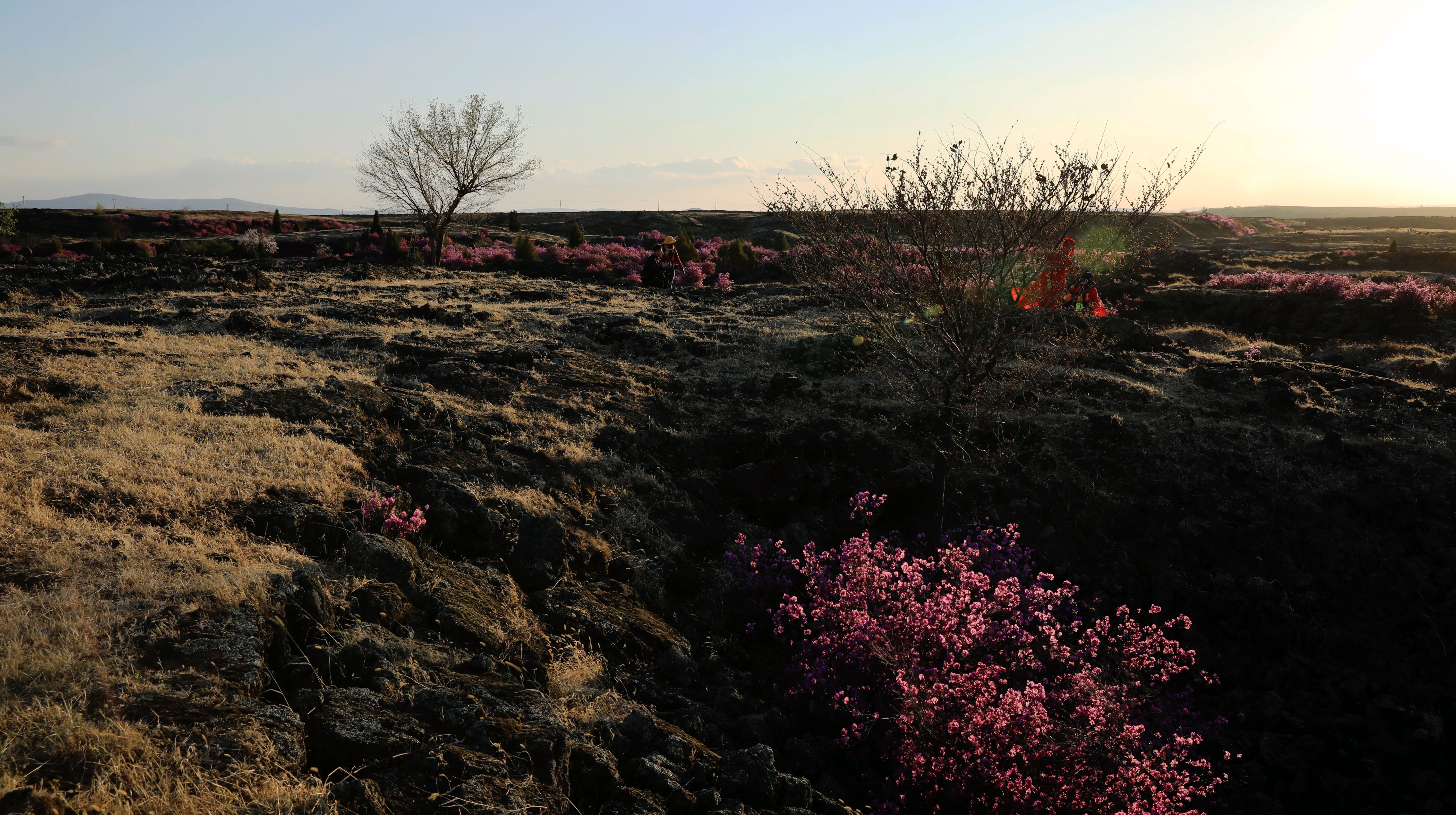 宁安市沙兰镇火山岩台地的"杜鹃花"盛开了