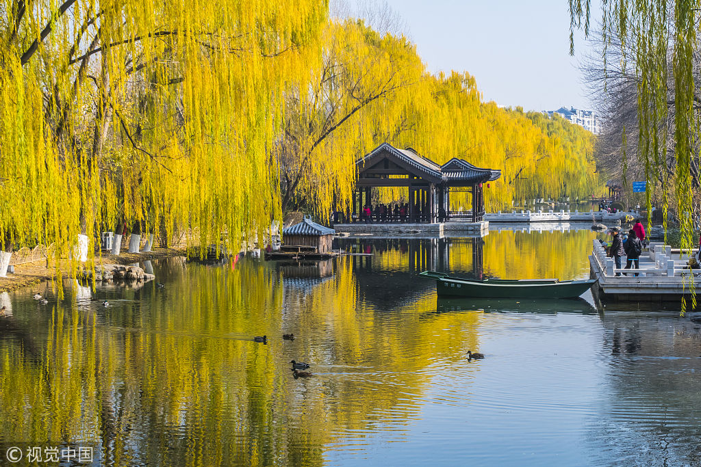 初冬给满街的柳树镀上金色 好景不输金秋