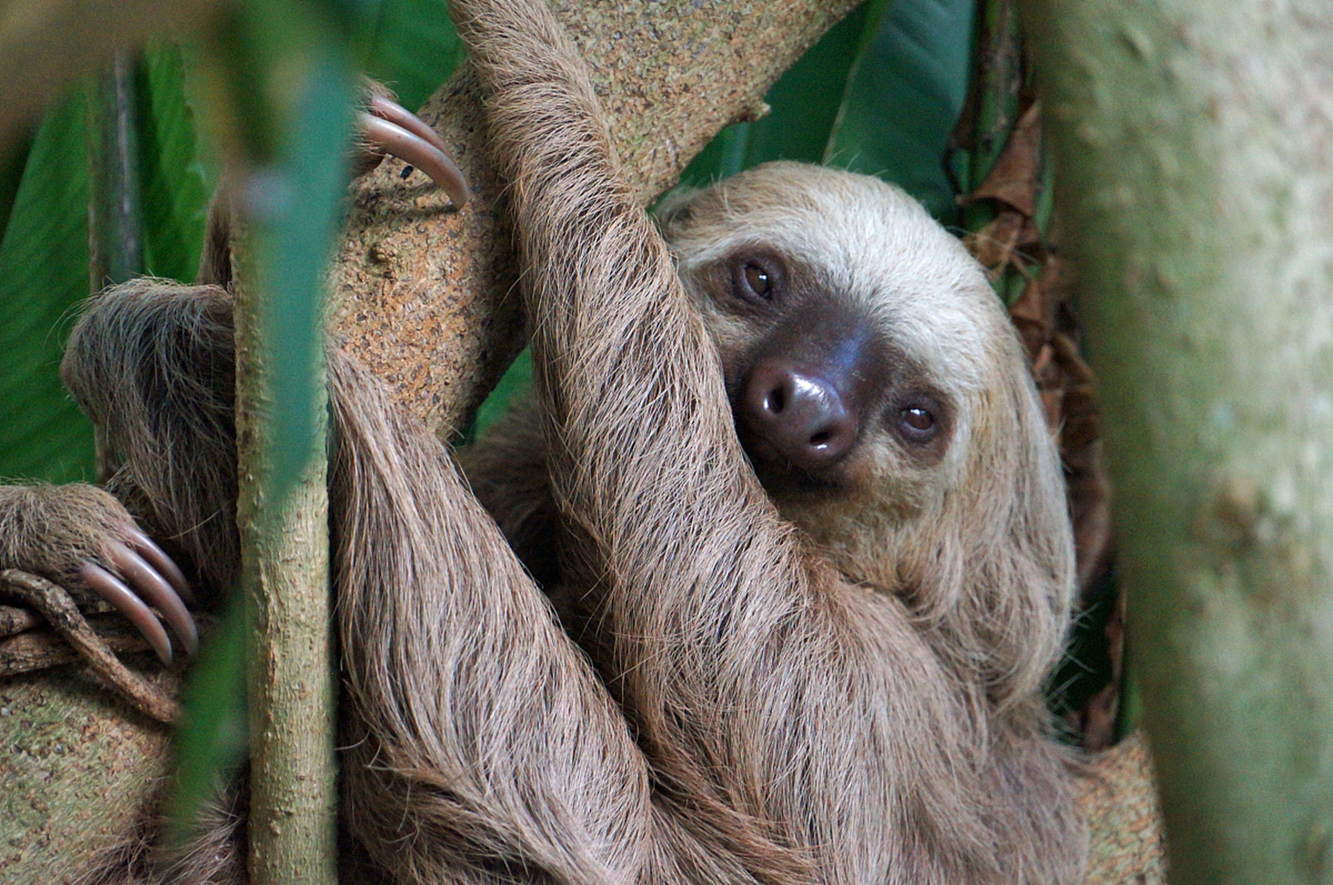 树懒的天敌蟒蛇和一些猛兽,由于白天的时候树懒一动不动的在树上呆着