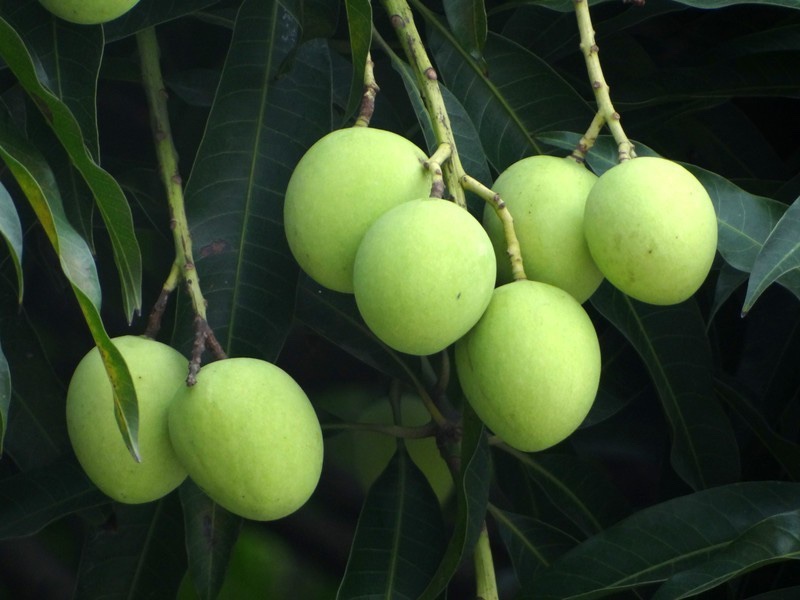 它是芒果的"同胞兄弟",味道香甜多汁却被嫌弃,掉地上都没人要