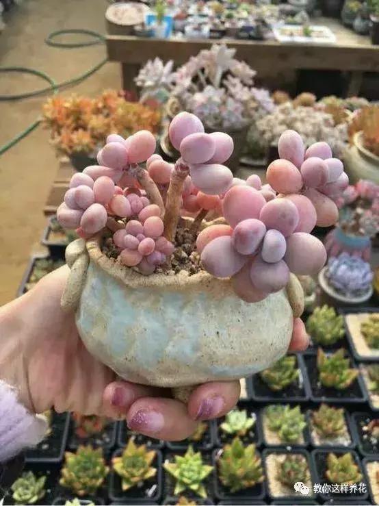 多肉喂了点"胡萝卜洋葱汁",肥嘟嘟红灿灿,越长越仙!