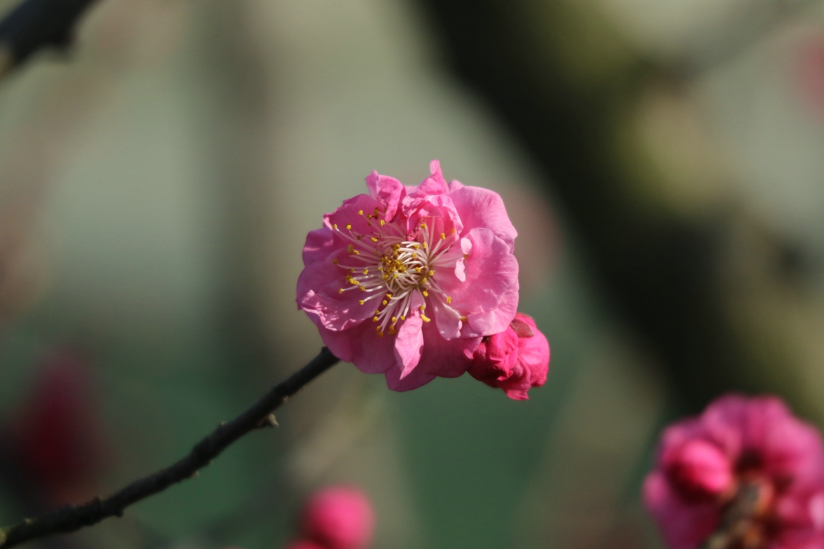 紅梅花兒開:瞥眼繁華處處空,寒林獨透一枝紅.攝影/二三里