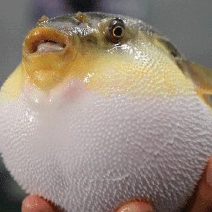 河豚圆鼓鼓的,可爱的肺都快炸了