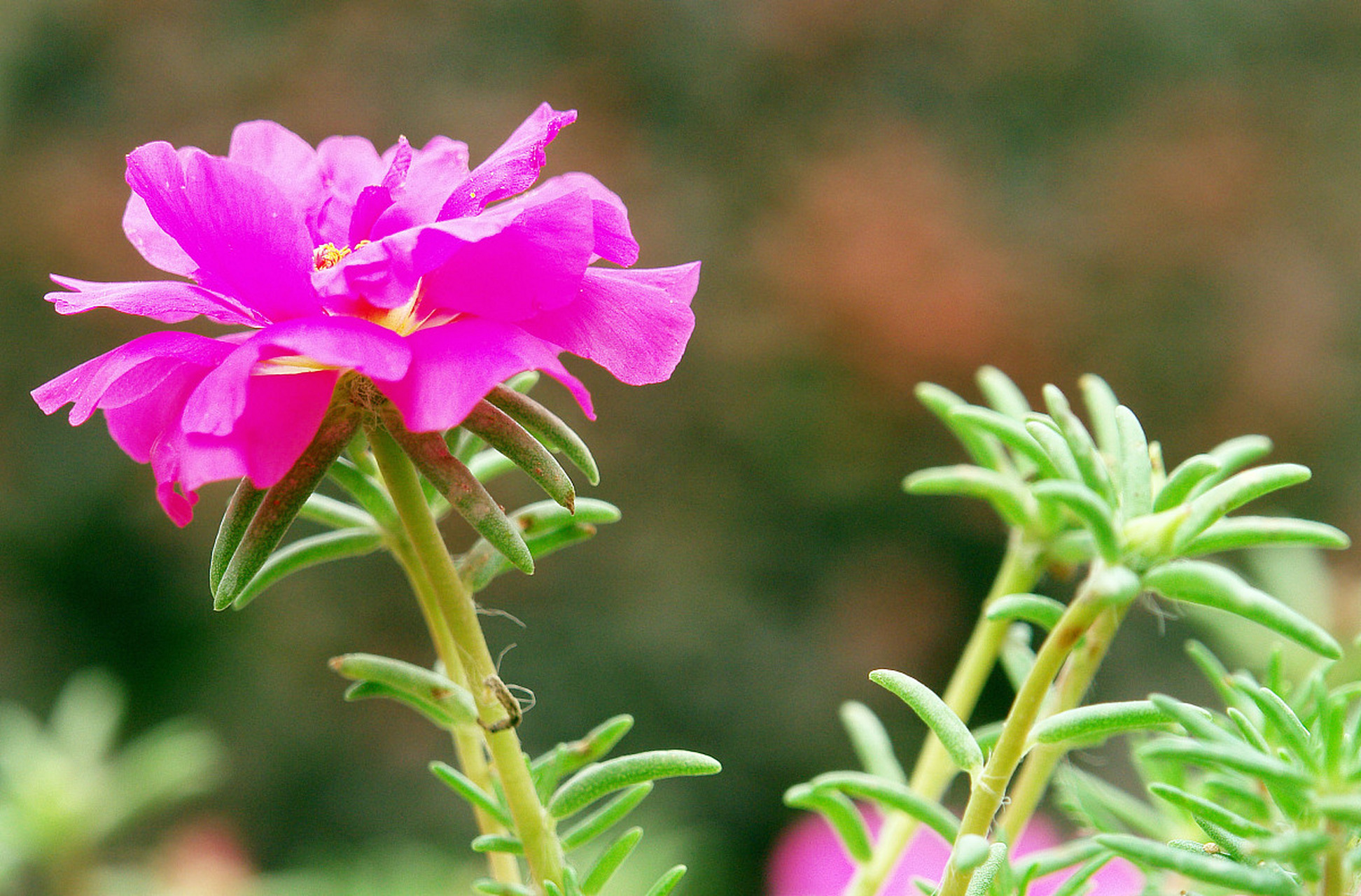 家里养几盆太阳花吧,又叫死不了!  太阳花,这小家伙真是个省心的主儿!