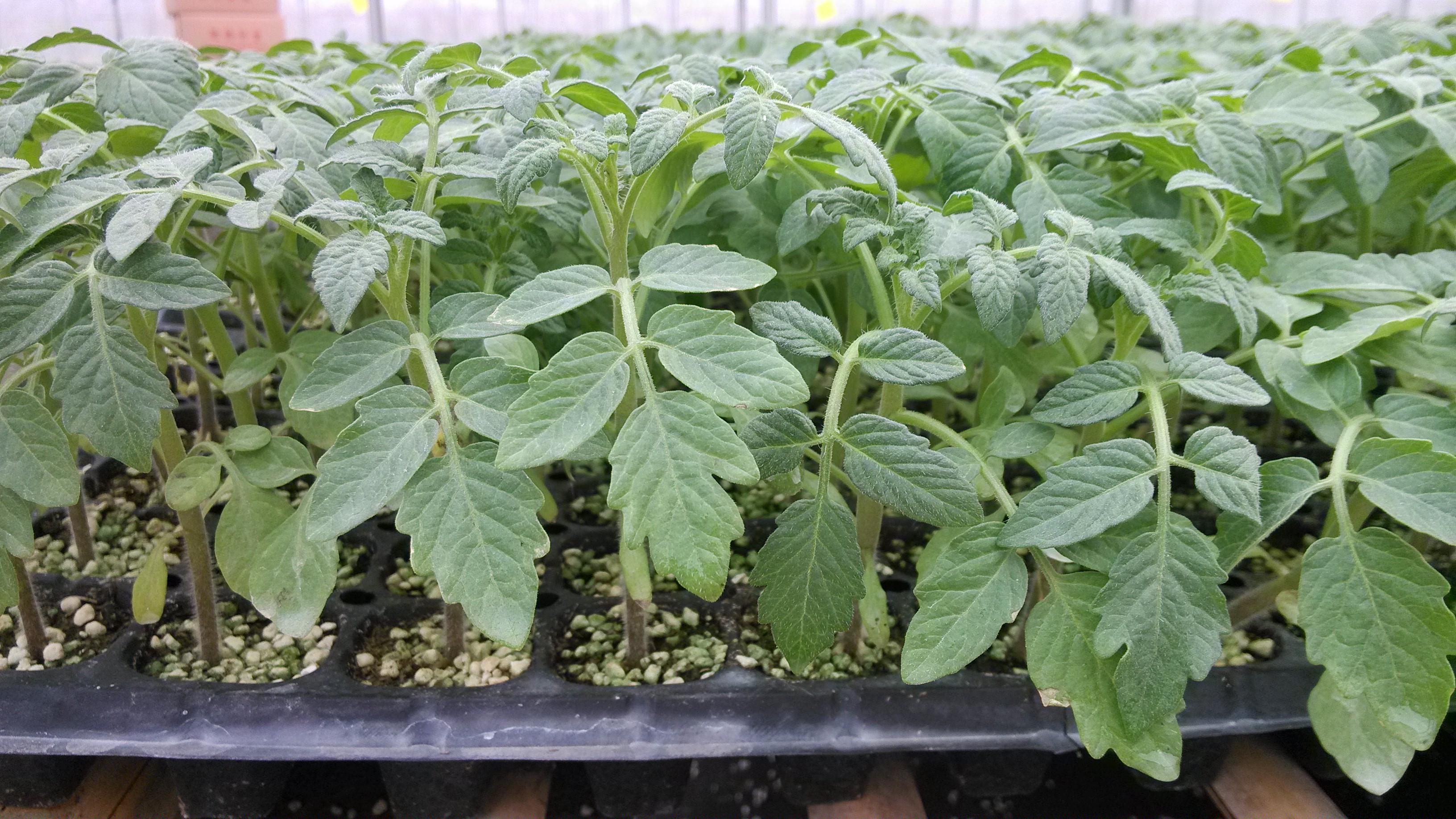 西红柿苗 - 热门商品专区