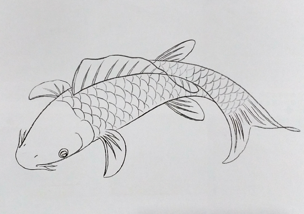 绘画教程:工笔黑鲤鱼的画法