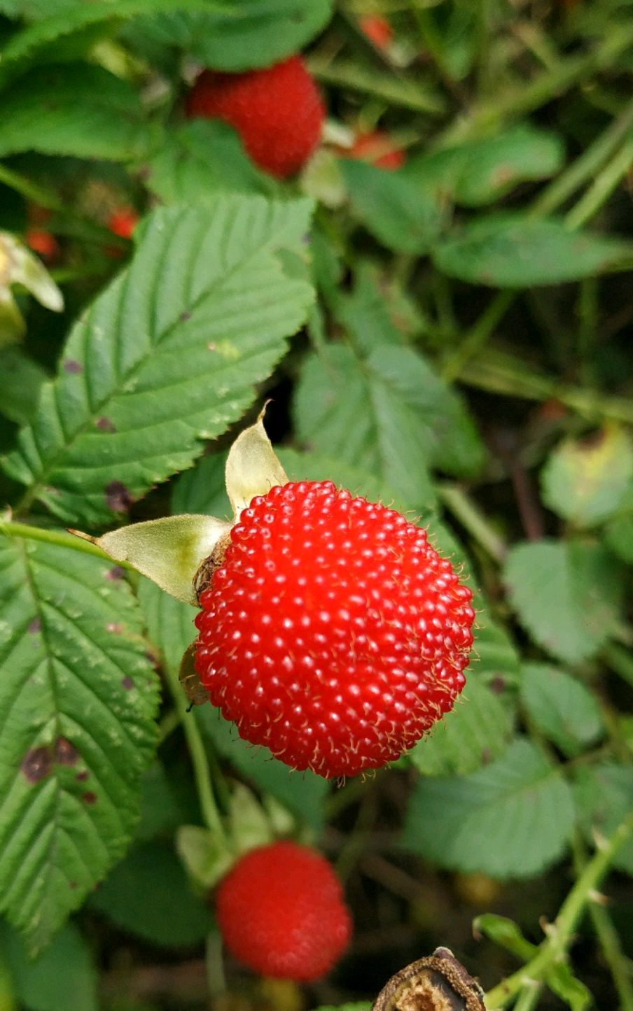 漫山遍野的野生树莓果清甜可口,赏心悦目,实在是太好吃了吧