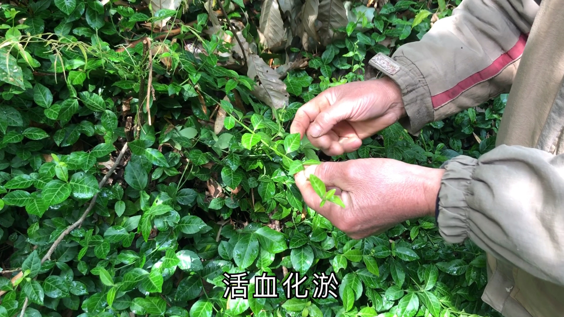 大自然万物皆有妙用,今天老何会介绍什么?一起去看看吧?