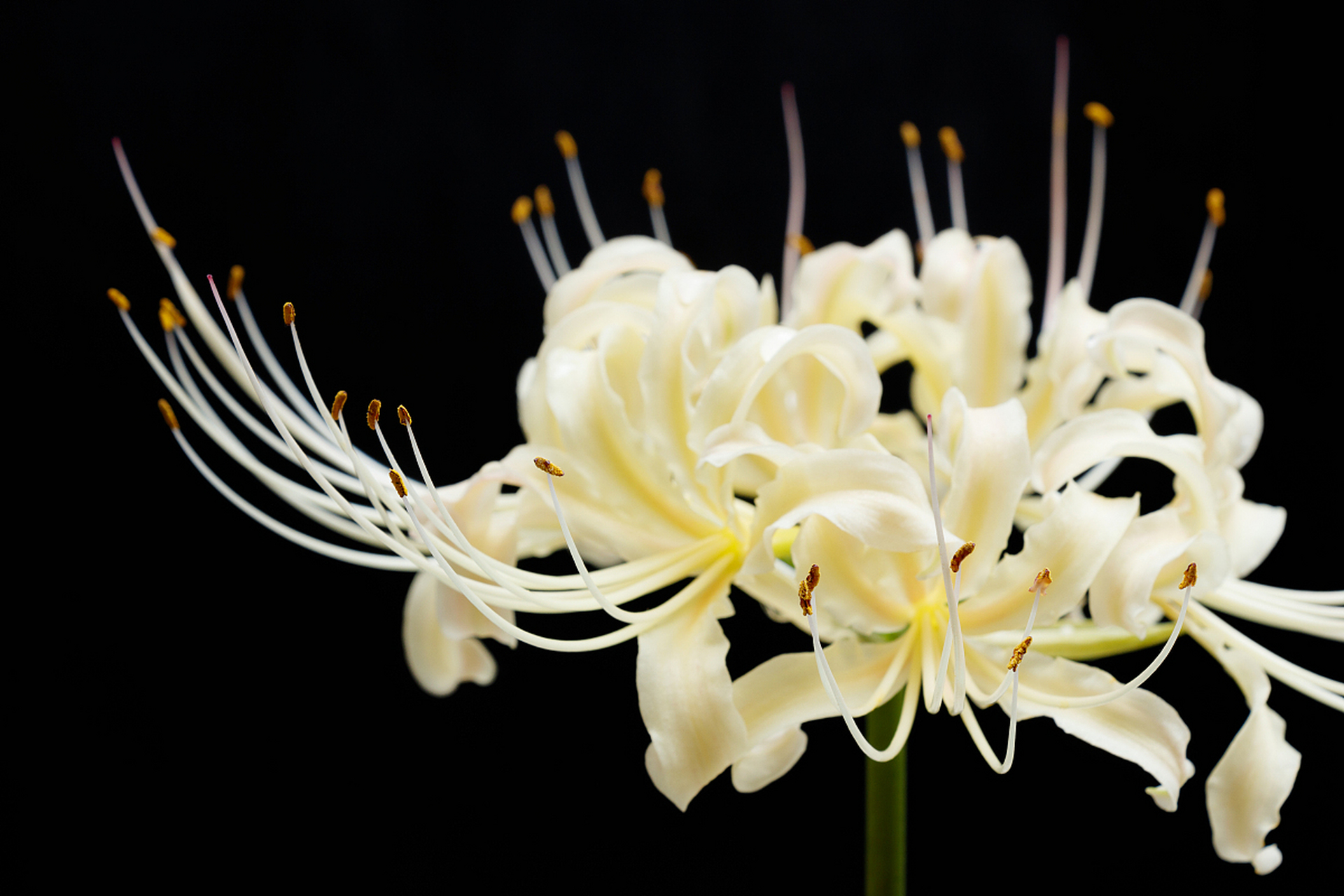 在不同的文化和传统中,白色彼岸花的花语有着不同的诠释.